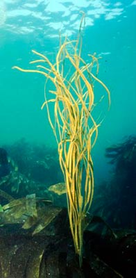 espagueti de mar alga marina