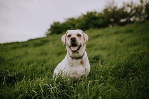 Comparativa mejores alimentadores automáticos para perros y gatos