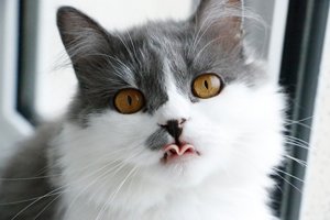 Comparativa mejores bebederos para perros y gatos